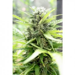 PANDORA - Paradise Seeds - WWW.SEEDS-BANK.CZ JIHLAVA