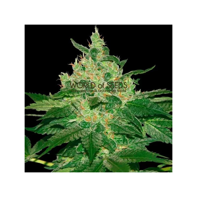 Afgan Kush - World of Seeds - regular - 10 ks