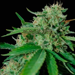 Brazil Amazonia Reg - World of Seeds - regular - 10 ks