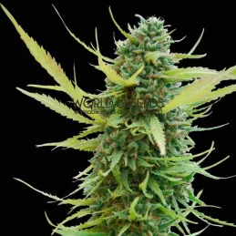 Colombian Gold - Worl of Seeds - regular - 10 ks