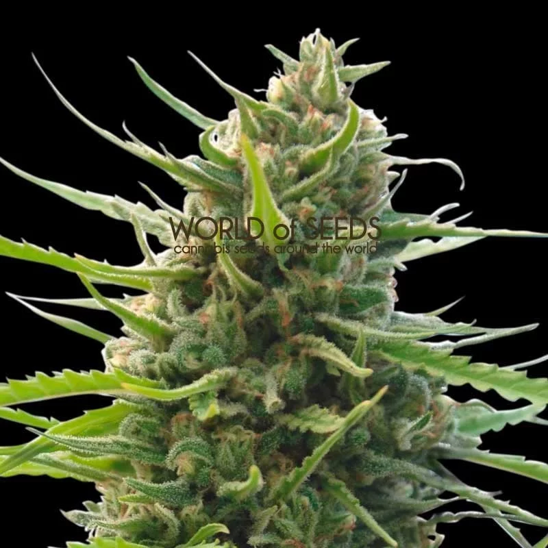 Kilimanjaro - World of Seeds - regular - 10 ks