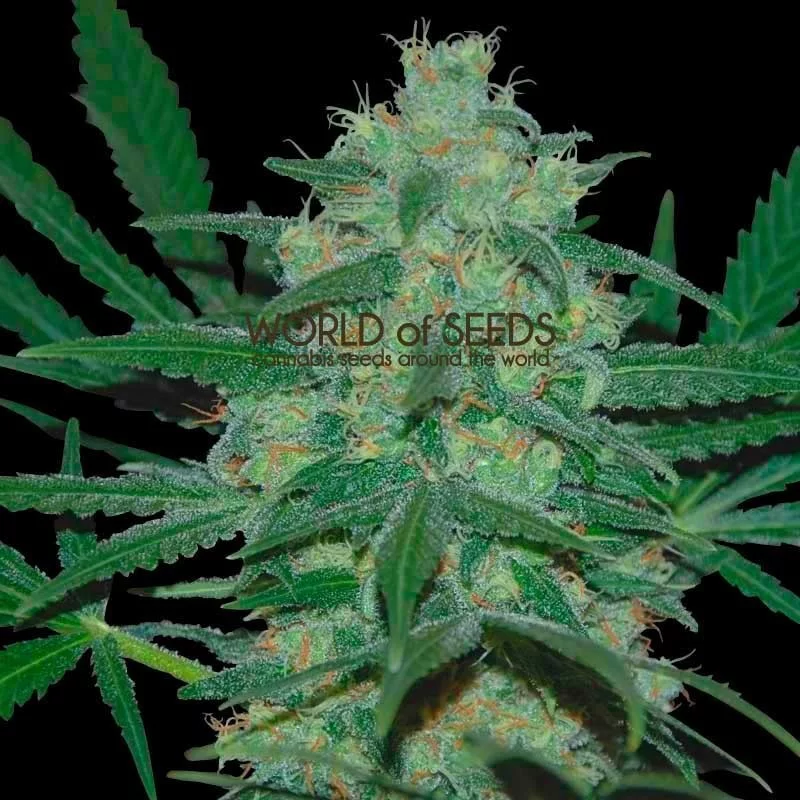 Pakistan valley - World of Seeds - regular - 10 ks