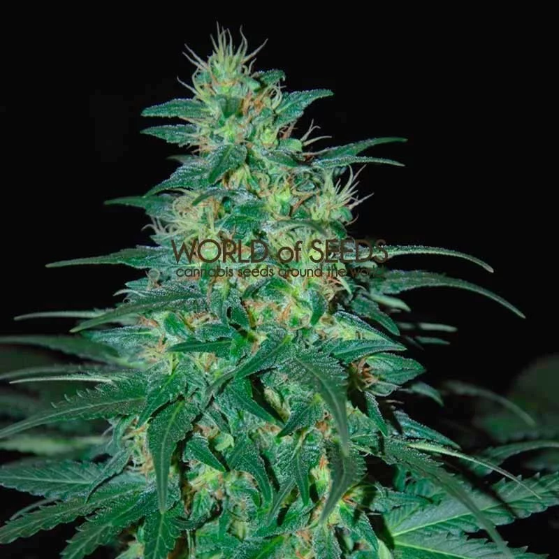 South African Kwazulu - World of Seeds -regular - 10 ks