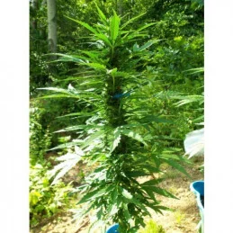 PANDORA - Paradise Seeds - WWW.SEEDS-BANK.CZ JIHLAVA