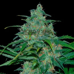 Wild Thailand - World of Seeds - regular - 10 ks