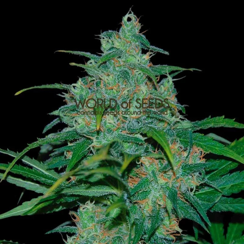 Wild Thailand - World of Seeds - regular - 10 ks