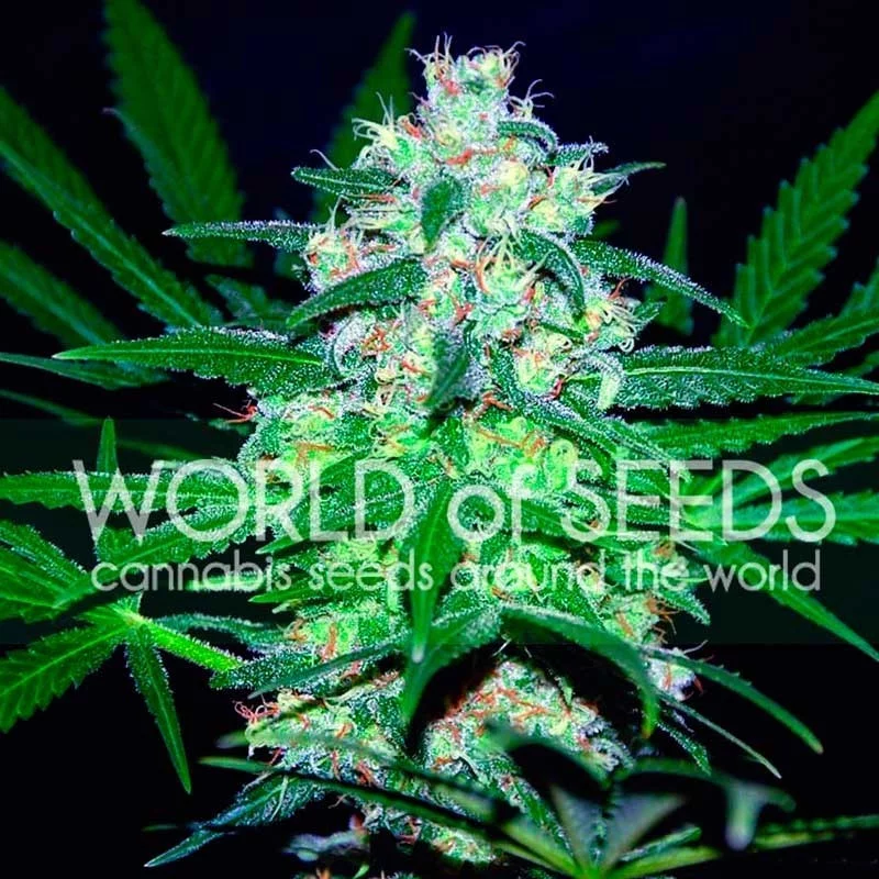 Pakistan Valley - World of Seeds- feminizovaná semena