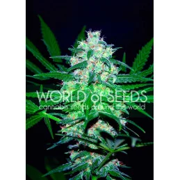 Pakistan Valley - World of Seeds- feminizovaná semena