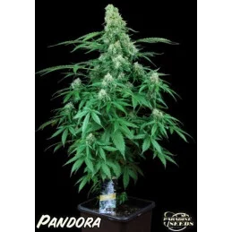 PANDORA - Paradise Seeds - WWW.SEEDS-BANK.CZ JIHLAVA