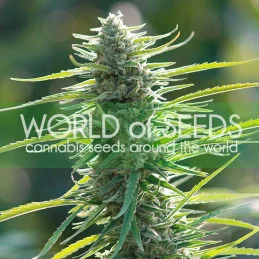 Colombian Gold - World of Seeds - feminizovaná semena