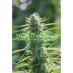 Colombian Gold - World of Seeds - feminizovaná semena