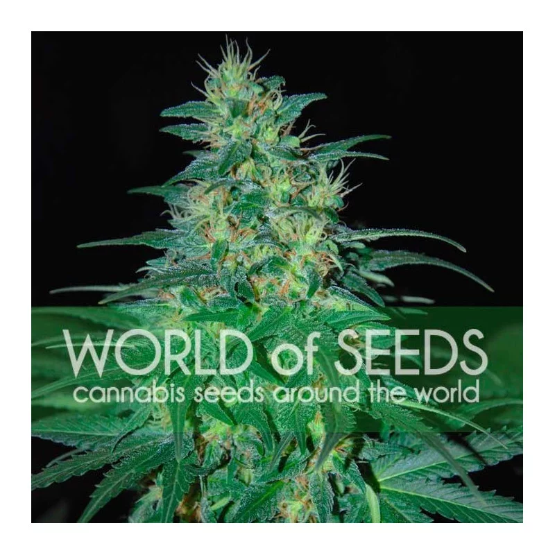 South African Kwasulu - World of Seeds - feminizovaná semena