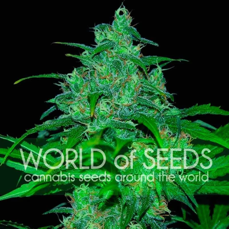 Wild Thailand - World of Seeds - feminizovaná semena