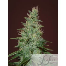 El Alquimista Auto - Samsara Seeds - autoflowering