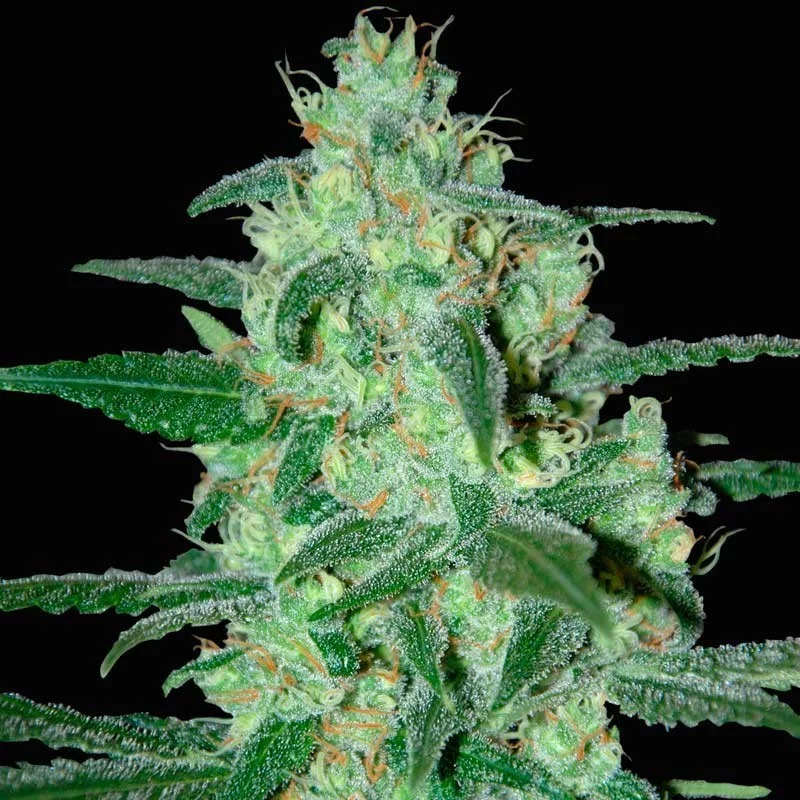 Thunder Bloody Mary - Samsara Seeds - autoflowering
