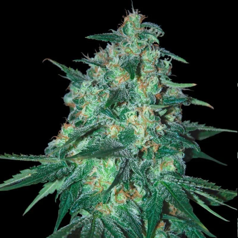 Jekyll Passion - Samsara Seeds - feminizovaná semena - sativa