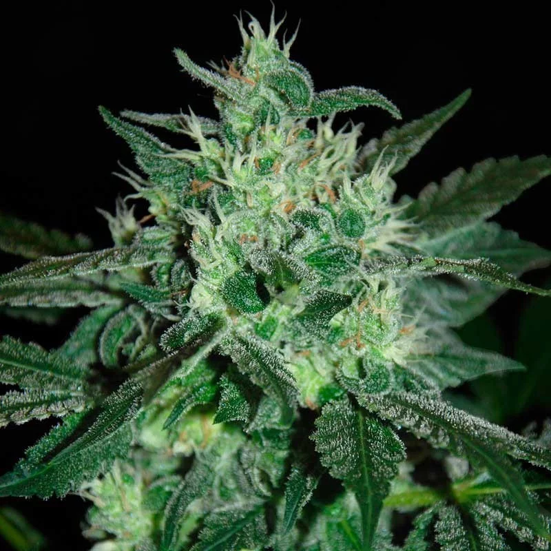 Spicy White Devil - Samsara Seeds - feminizovaná semena - sativa