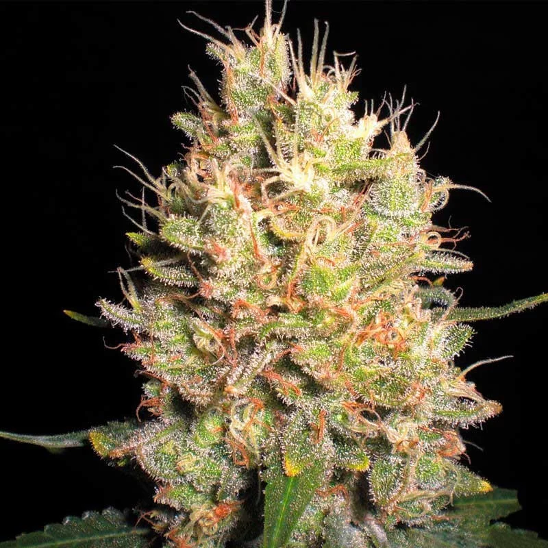 Crazy Miss Hyde - Samsara Seeds - feminizovaná semena - indica