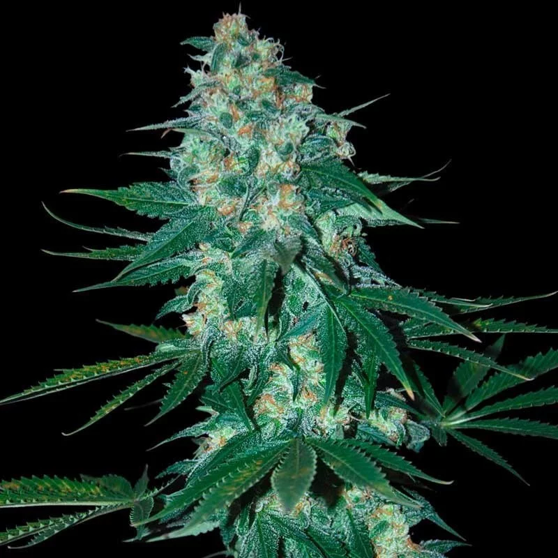 El Alquimista - Samsara Seeds - feminizovaná semena - indica