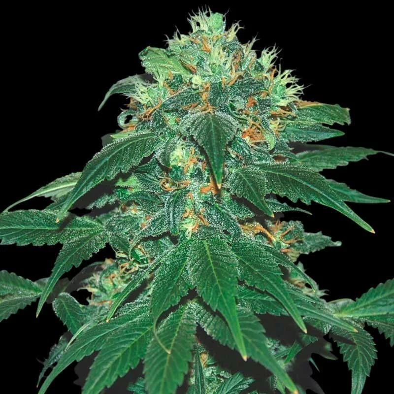 Punky Lion - Samsara Seeds - feminizovaná semena - indica