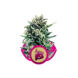Blue Cheese feminized