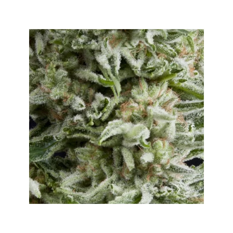 Auto Amnesia Gold