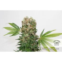 Strawberry Cough ® - Dutch Passion -  feminizovaná semena
