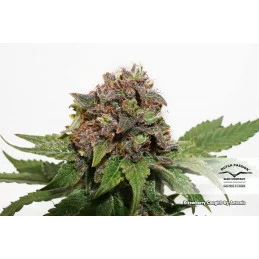 Strawberry Cough ® - Dutch Passion -  feminizovaná semena