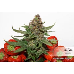 Strawberry Cough ® - Dutch Passion -  feminizovaná semena