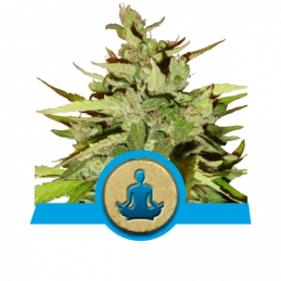 Stress Killer Automatic