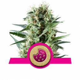 Royal Cookies