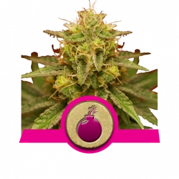 Royal Domina