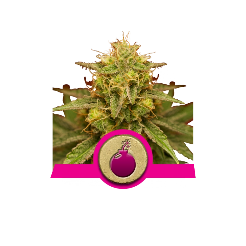 Royal Domina