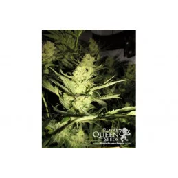Candy Kush Express - (Fast Flowering) - Royal Queen Seeds - feminizovaná semena