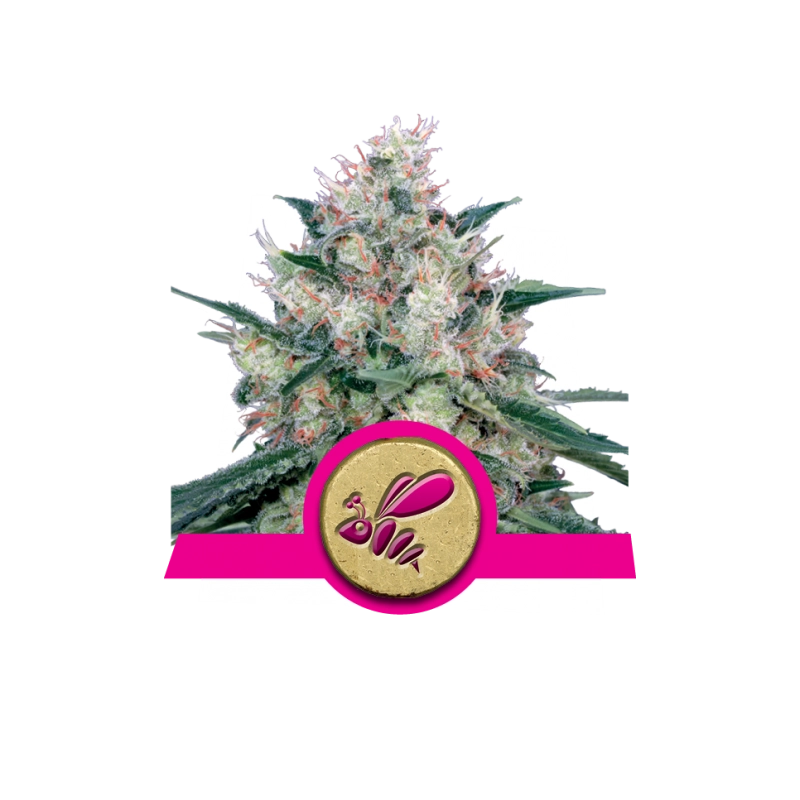Honey Cream (Fast Flowering) -  Royal Queen Seeds - feminizovaná semena