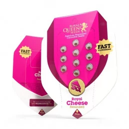 Royal Cheese (Fast Flowering) - Royal Queen Seeds - feminizovaná semena