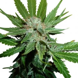 Royal Cheese (Fast Flowering) - Royal Queen Seeds - feminizovaná semena