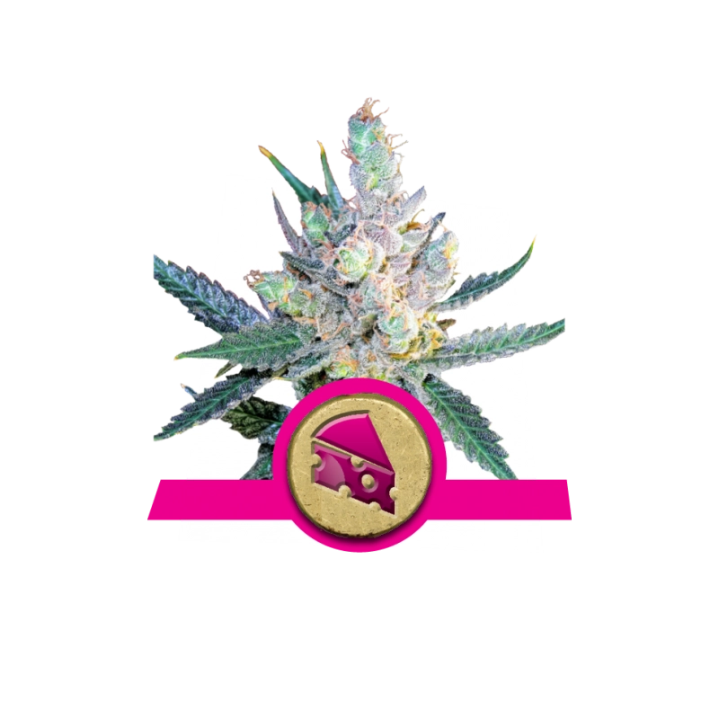 Royal Cheese (Fast Flowering) - Royal Queen Seeds - feminizovaná semena