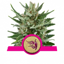 Speedy Chile (Fast Flowering)- Royal Queen Seeds feminizovená semena 