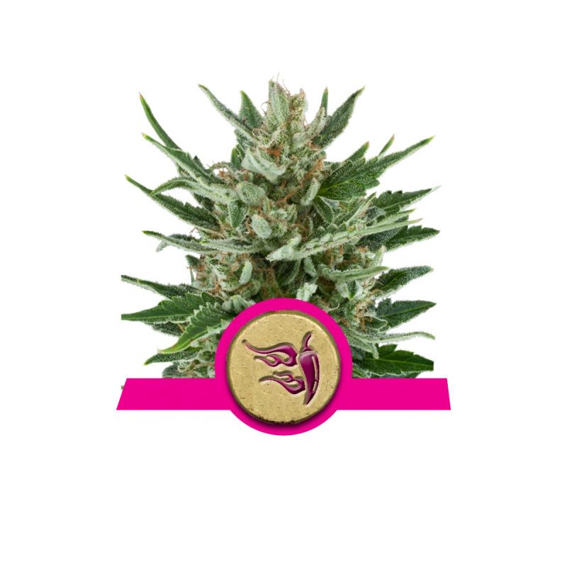 Speedy Chile (Fast Flowering)- Royal Queen Seeds feminizovená semena 