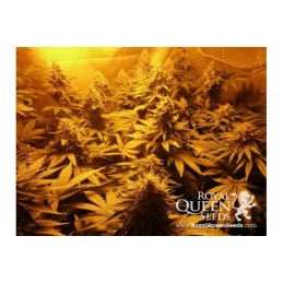 O.G. Kush - Royal Queen Seeds - feminizovaná semena