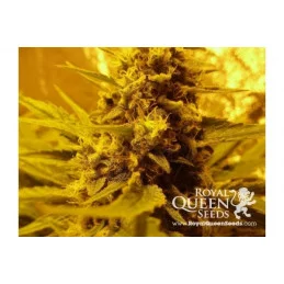 O.G. Kush - Royal Queen Seeds - feminizovaná semena