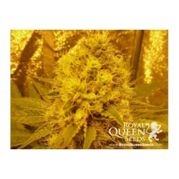 O.G. Kush - Royal Queen Seeds - feminizovaná semena