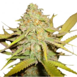O.G. Kush - Royal Queen Seeds - feminizovaná semena