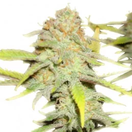 O.G. Kush - Royal Queen Seeds - feminizovaná semena