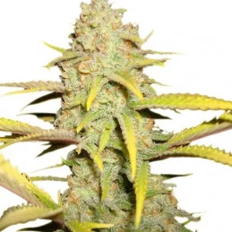 O.G. Kush - Royal Queen Seeds - feminizovaná semena