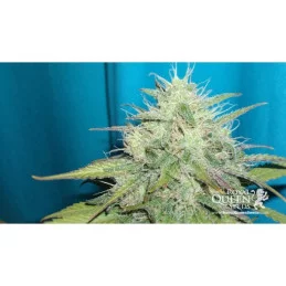 Royal Bluematic - Royal Queen Seeds - autoflowering