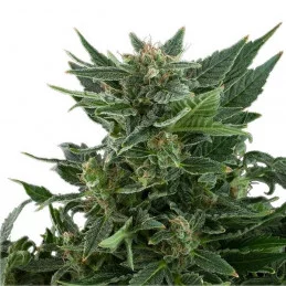 Royal Kush Automatic - Royal Queen Seeds - autoflowering 