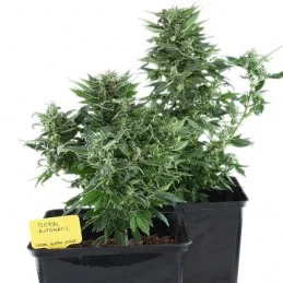 Royal Kush Automatic - Royal Queen Seeds - autoflowering 