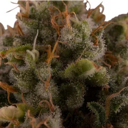 Royal Moby - Royal Queen Seeds - feminizovaná semena 